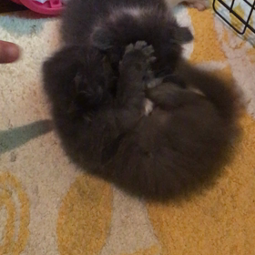 俺、親猫になる 13の画像