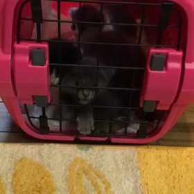俺、親猫になる 20の画像
