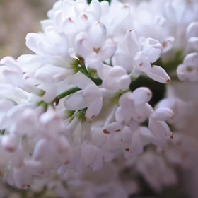花のちからの画像