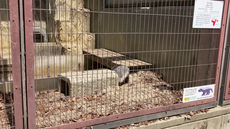 動物園　散歩　ラーテルの記事動画