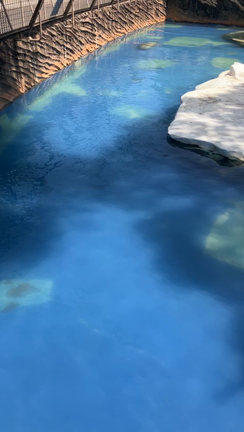 動物園を散歩の記事動画
