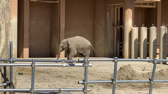 4月9日　日曜日　東山動植物園　散歩①の記事動画