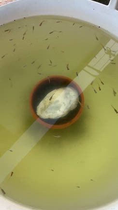 春！の記事動画