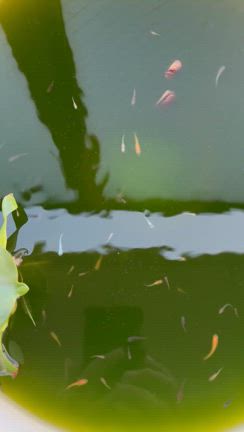暑い…の記事動画