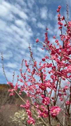 梅のにほいに春感じ♡一足早く春を楽しめる「谷尾崎梅林公園」の記事動画