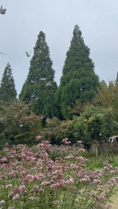 秋の楽しみ♡「くじゅう花公園」渡り蝶 アサギマダラが大乱舞！の記事動画