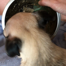 ごはんの画像