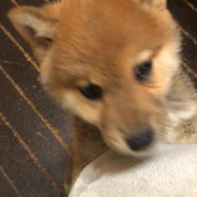 しつけの画像