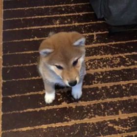 お座り！の画像