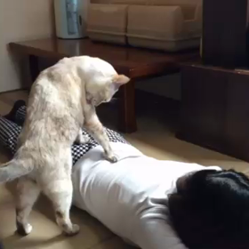 別府 新玉旅館のマッサージ猫ミルクちゃんの画像