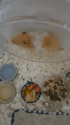 最後の思い出の記事動画