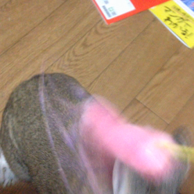 戦ううさぎの画像