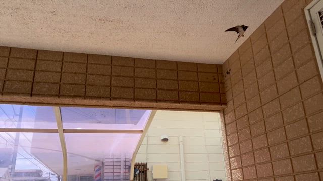 内見に来てた鳥の記事動画