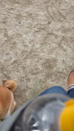 飼い主の休日を完全に見抜いている柴犬の記事動画