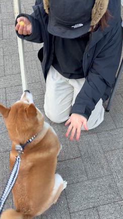 ”土曜の朝は外で焼き芋”がルーティンになった柴犬の記事動画