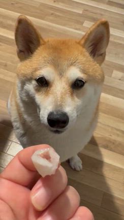 盛夏の甘味　いちやのフルーツ大福の記事動画