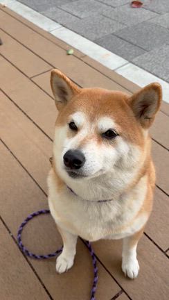 流れに任せたら、ひと足早いクリスマス愛犬デートになったの記事動画