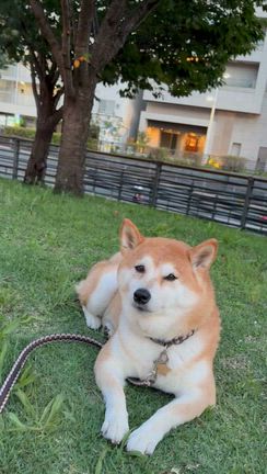 犬をコントロールしない暮らしで得るものの記事動画
