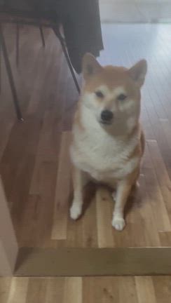 愛犬と飼い主のおむすびを作るの記事動画