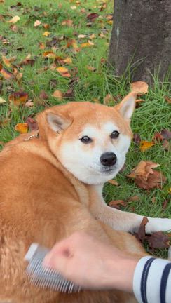 愛犬と解放感にひたる日曜の午後の記事動画