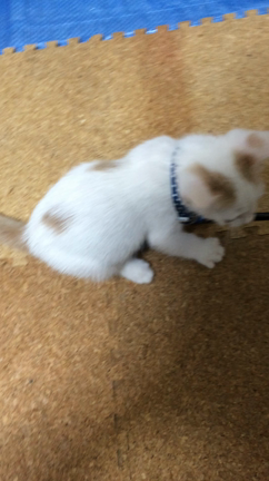 猫の成長速度の記事動画