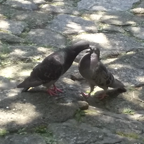 ラブリーの画像