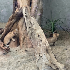 お散歩動画配信の記録の画像