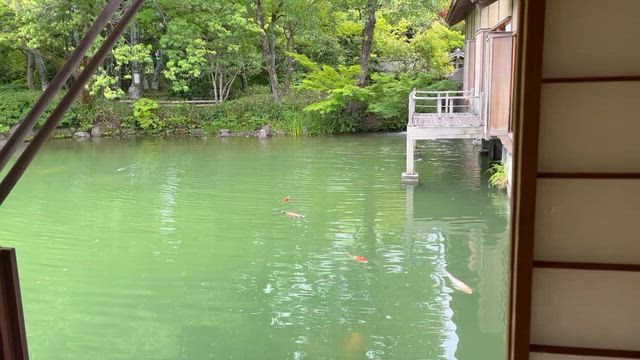 福井市の養浩館庭園の記事動画