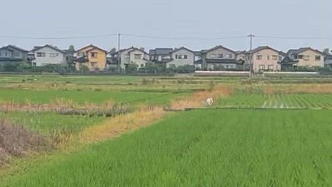 コウノトリの記事動画