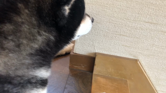 ここ最近の我が家と４柴１ニャン♡の記事動画