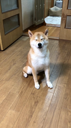 ヒコちゃんのことの記事動画