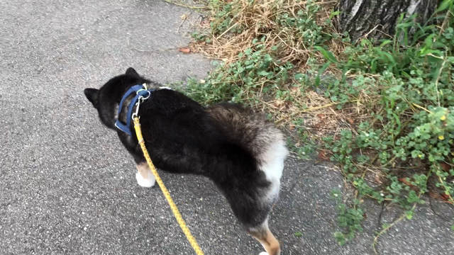 ヒコちゃんのことの記事動画