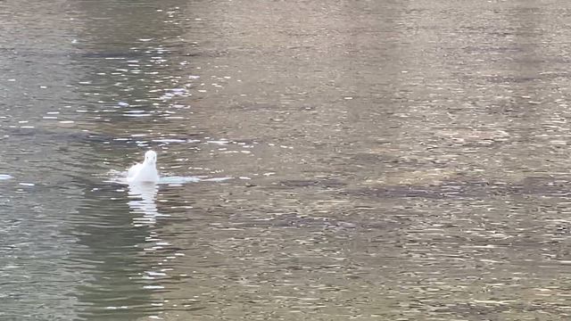 タカラリバーの記事動画