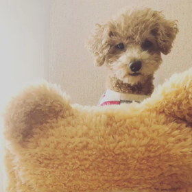 シンガーソングライター 梅ちゃん。の画像