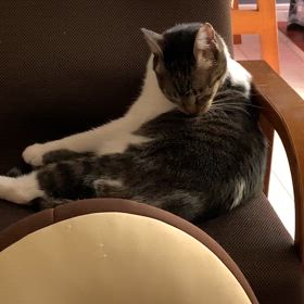サイレントニャー！の画像
