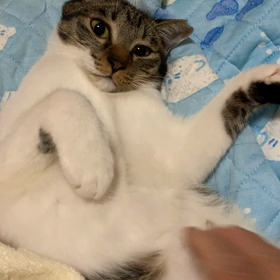 最近りあたんが寝てくれるしかも、、の画像