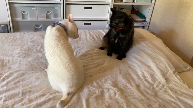 喧嘩勃発の記事動画