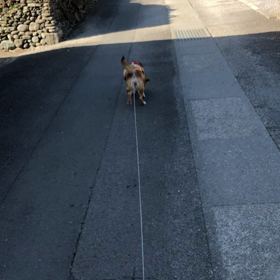 ひめはサッカー好きの画像