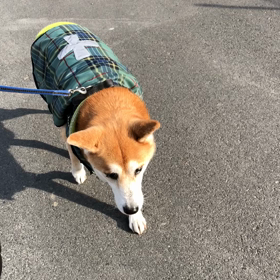 朝のおさんぽ、うめひめもろの画像