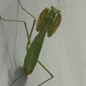 大雨後のカマちゃんの画像