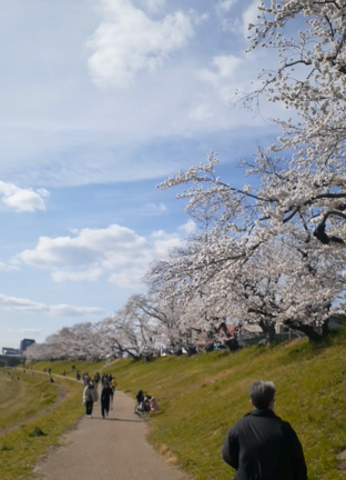 春爛漫❗岡山後楽園沿いのサクラ達に癒されました❗の記事動画