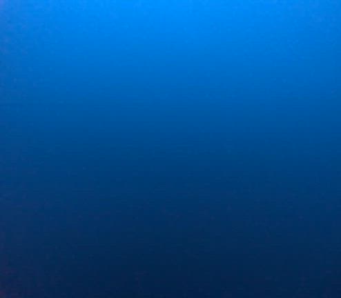 魚はいます！の記事動画