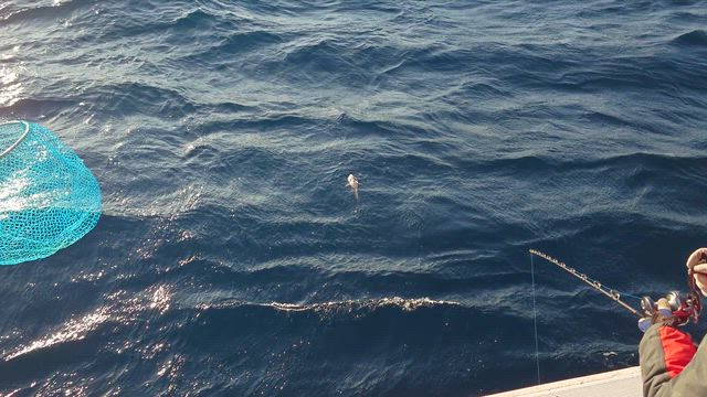 ムツ釣れました。ムツ36匹、ハチビキ他の記事動画