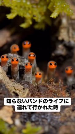 確かにの動画を見つけた(＠_＠;)の記事動画