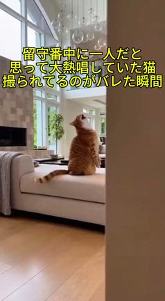 いないと思って大熱唱していた猫が。。。の記事動画
