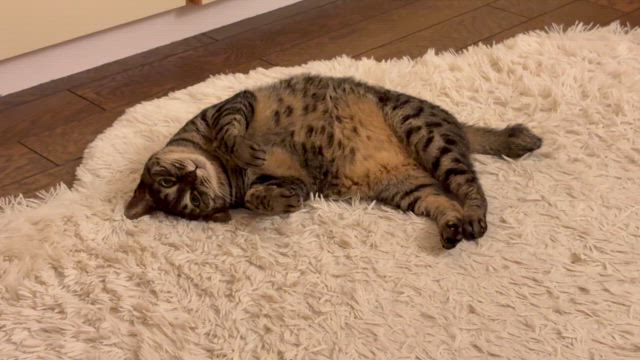 出発前夜、ちょっとセンチな気持ちの記事動画