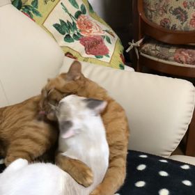 シンプル投稿の画像