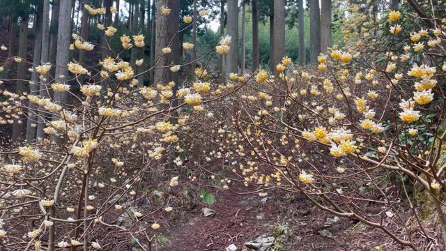お花見ミツマタの記事動画