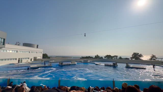 須磨シーワールドへ行ってきたよの記事動画