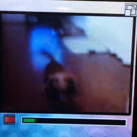 番外編 ゴン太 (②部屋とゴン太と私。)の画像